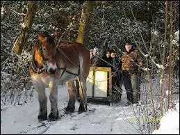 Quelle est la race de ce beau cheval ?