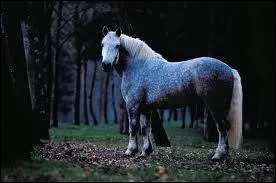 Quelle est la taille de ce gros cheval ?