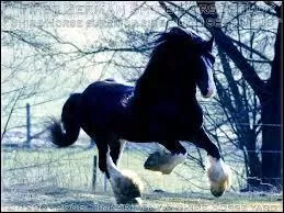 Quelle est la race de cet imposant cheval ?