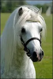 Quelle est la race de ce petit poney ?