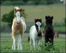Quelle est la race de ces petits bouts de choux ?