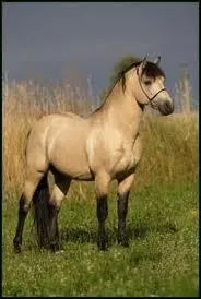 Quelle est la race de ce cheval ?