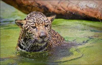 Benjamin, tueurs, jaguar, Amazonie, le tout ralis par Grard Lauzier !