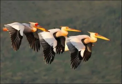 Darby Shaw, magistrats, assassinats, Maison Blanche !