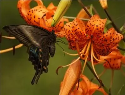 Bagne, forat, vasion, McQueen, Iles du Salut !