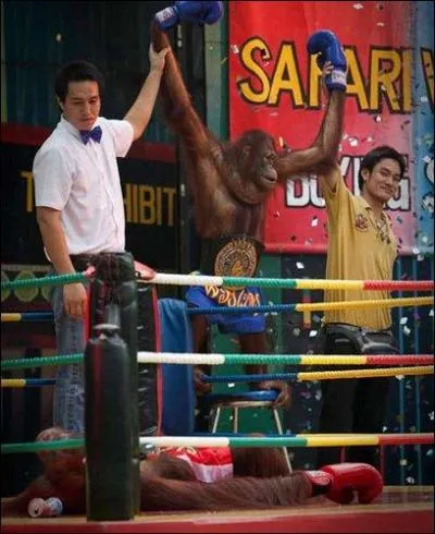 Clint, Orang-outan, boxe, motards !