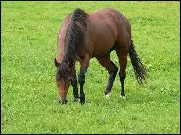 Lesquelles de ces crales le cheval mange-t-il ?