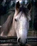 Comment s'appelle une fissure dans la paroi ?