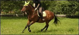 Laquelle de ces protections n'existe pas ?