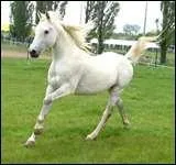 Pour partir au galop  droite sur le bon pied, on :