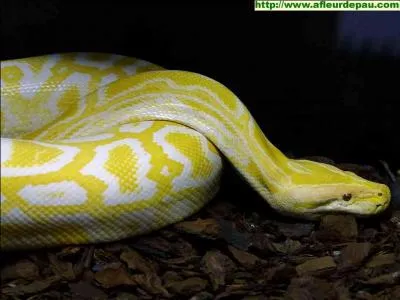 Le plus grand reptile du monde mesure 10, 70 mtres, qui est-il ?