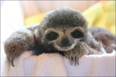 Le mammifre le plus paresseux du monde dort environ 20 heures par jour et ce toute l'anne, qui est-il ?