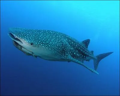 Le plus grand poisson du monde mesure 15 mtres de long, qui est-il ?