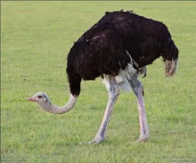 L'oiseau le plus grand et le plus gros de notre plante, mesure 2, 20 mtres de haut et pse environ 120 kg. Quelle est la race de cet oiseau ?