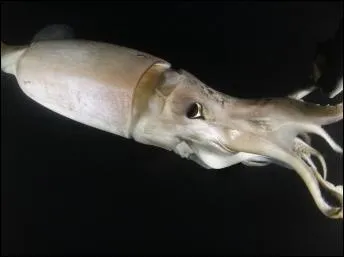 Le plus grand invertbr du monde mesure 17, 5 mtres de long, qui est-il ?