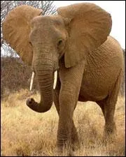 Le plus gros mammifre terrestre pse 5 tonnes, lequel est-ce ?