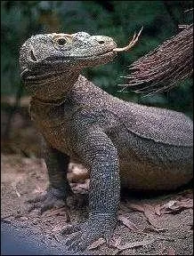 Le plus grand lzard du monde mesure 3, 50 mtres, qui est-il ?