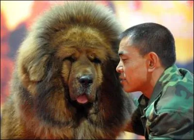 Connaissez-vous cet norme chien qui peut peser jusqu' 13o Kg et coter 20000 euros.