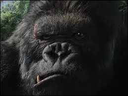 L'actrice Jessica Lange a tourn avec Jack Nicholson, dans quel film ?