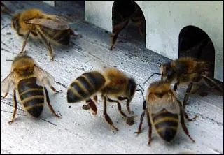 Les abeilles ont le bourdon, les colonies se rduisent, la production de miel chute, quelle en est la cause ?