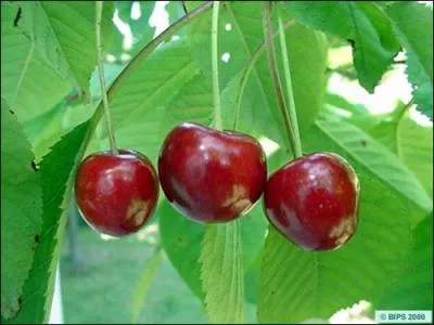 De quelle couleur est ce fruit?