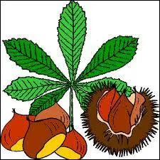 J'adore les ___________ cuites au feu de bois.