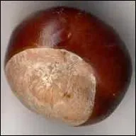 Les enfants aiment bien ramasser les _______.