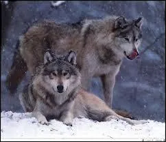 Quelle est la priode des amours pour les loups ?