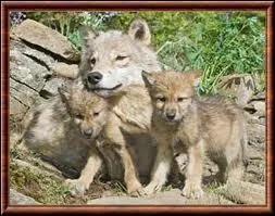 La femelle met-elle bas au printemps ou au dbut de l't ?