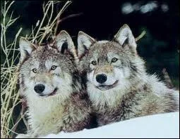 Combien de temps dure la gestation de la louve ?