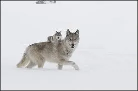 Quelle est sa longvit ?