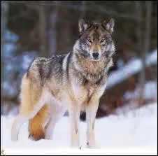 Et connais-tu son poids ? Toujours approximativement.