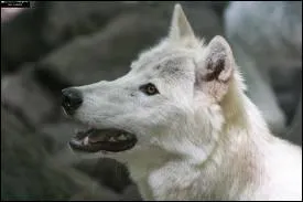 Peut-il s'adapter  de nombreux milieux ?