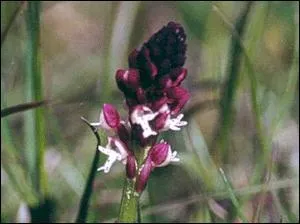 Si vous y restez jusqu'au mois de novembre, vous assisterez au :