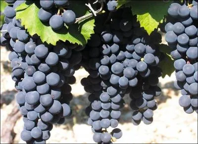 Enfin, nous n'allons pas nous quitter sans parler de vin, dont le cépage principal s'appelle **** et le cépage adjoint est le ****.