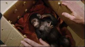 Mais ce cobaye avait secrtement accouch dans sa cellule d'un petit mle, Csar, que Will recueille dans son propre foyer, hros principal du film. Quel acteur incarne Csar ?