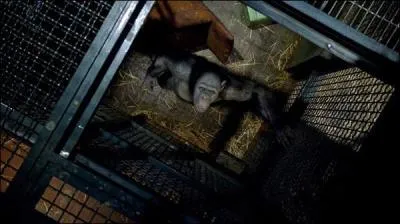 Dous d'intelligence, les primates se runissent pour tablir le plan de leur libration, ce qui alertera un gardien. Aprs une courte lutte, ils s'chappent. Quelle est leur premire envie ?