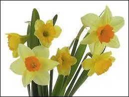 On offre cette fleur pour reprocher  quelqu'un son estime de soi mme.