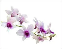 Symbole de luxe, volupt, beaut et passion.