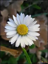 Cette fleur pousse souvent spontanment dans les prs.