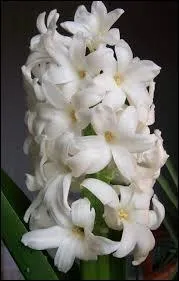 Cette fleur est l'expression de constance.