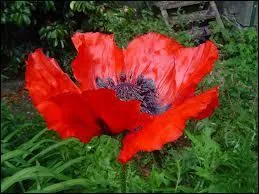 Plante rustique qu'on trouve gnralement au bord des routes.
