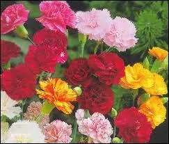 On en porte un rouge  la boutonnire pour la fte du Travail.