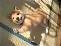 Quelle est cette race de chien ?