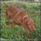 Quelle est cette race de chien ?