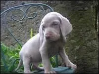 Quelle est cette race de chien ?