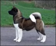 Quelle est cette race de chien ?