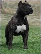 Quelle est cette race de chien ?