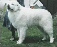 Quelle est cette race de chien ?