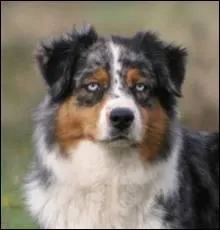 Le berger australien Bluey est le chien qui a vcu le plus longtemps.  quel ge est-il mort ?